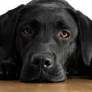 Portrait of a dog